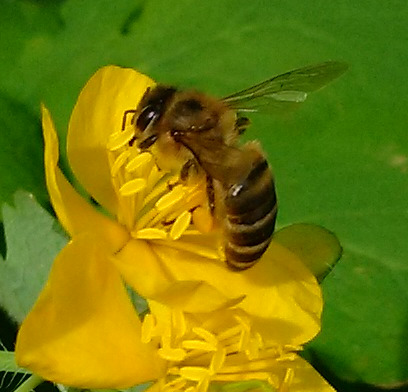Файл:Чистотел Пчела медоносная small.jpg
