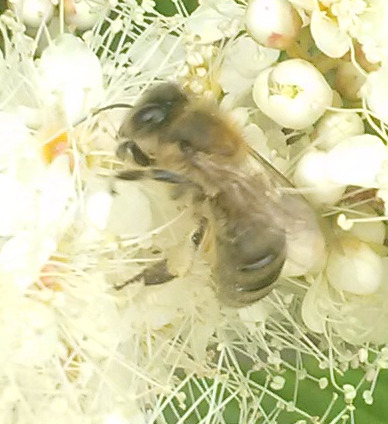 Файл:Спирея Пчела медоносная small.jpg