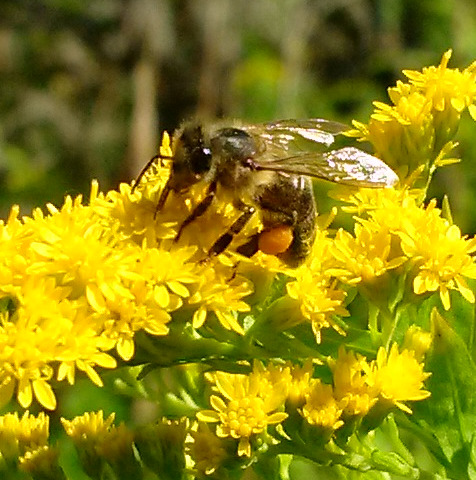 Файл:Золотарник канадский Пчела медоносная small.jpg