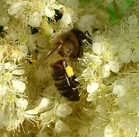 Файл:Лобазник Пчела медоносная small.jpg