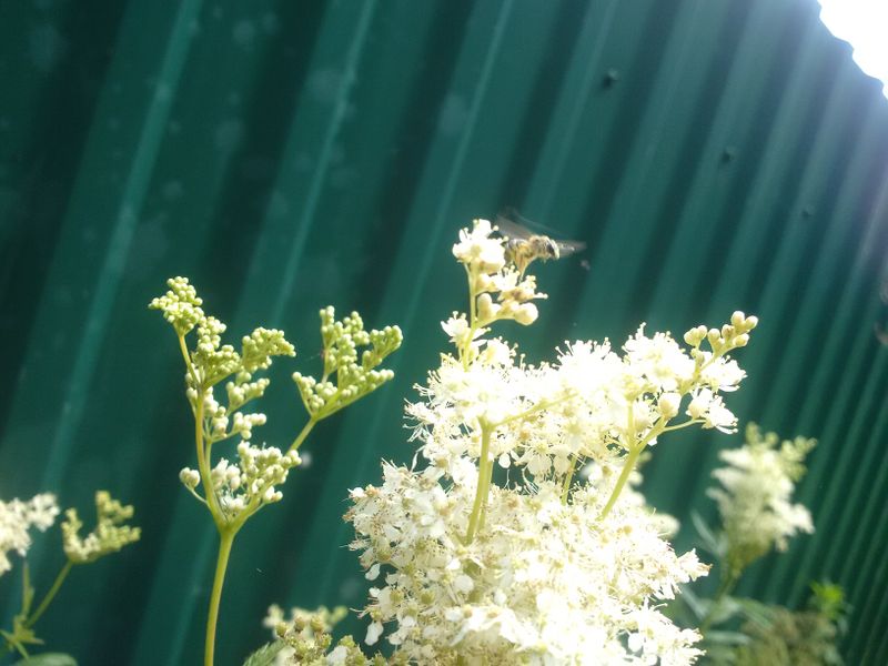 Файл:Лобазник Пчела 1.jpg