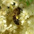 Лобазник Пчела медоносная small.jpg