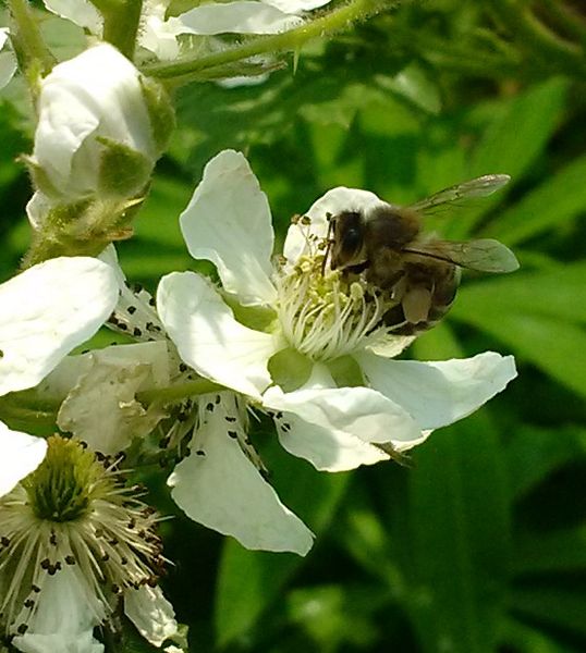 Файл:Ежевика садовая Пчела медоносная small.jpg