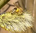 Ива козья Пчела медоносная small.jpg
