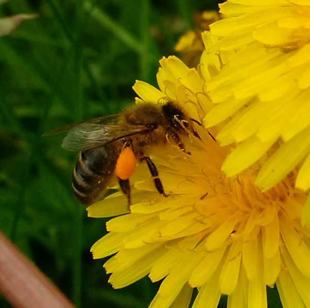 Файл:Одуванчик Пчела медоносная small.jpg