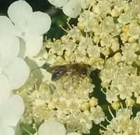 Калина Пчела small.jpg