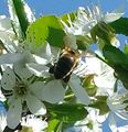 Вишня Пчела медоносная small.jpg
