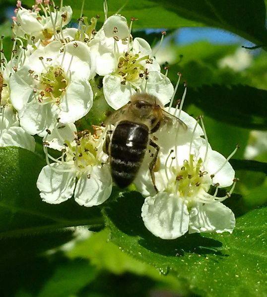 Файл:Боярышник Пчела медоносная small 1.jpg