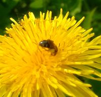 Одуванчик Пчела small.jpg